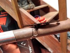 Parides anchises nephalion