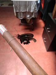 Parides anchises nephalion