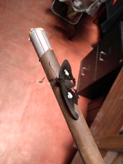 Parides anchises nephalion