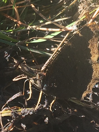 iNaturalist observation photo of Mourning Cloak