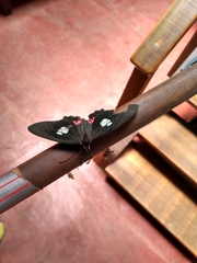 Parides anchises nephalion