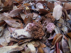Ramaria violaceibrunnea