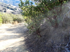 Arctostaphylos pungens