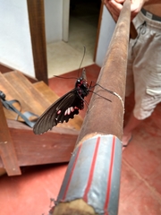 Parides anchises nephalion