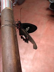 Parides anchises nephalion