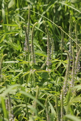 Veronicastrum sibiricum