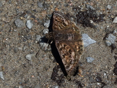 Erynnis martialis