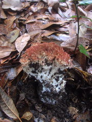 Ramaria rubripermanens