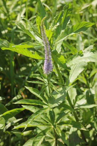 Veronicastrum sibiricum iNat (2)