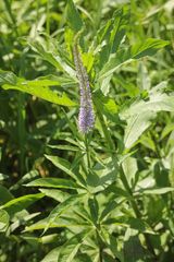 Veronicastrum sibiricum