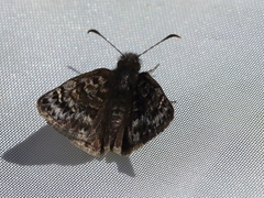 Erynnis martialis