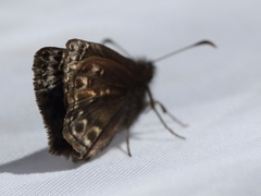 Erynnis martialis