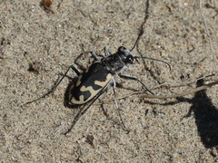 Cicindela formosa