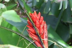 Musa coccinea