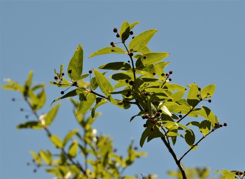 Image of Cephalanthus Glabratus (Cephalanthus glabratus) by (c) Andrea Gantzer, some rights reserved (CC BY)