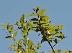 Cephalanthus glabratus