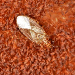 Chilacis typhae