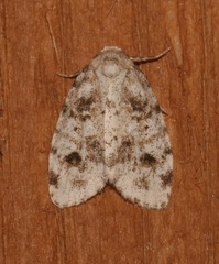 Clemensia ochreata