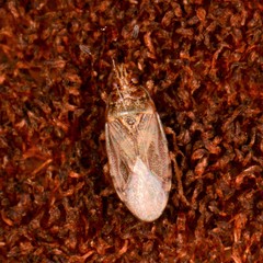 Chilacis typhae