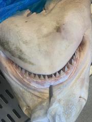 Carcharhinus altimus