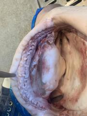 Carcharhinus altimus