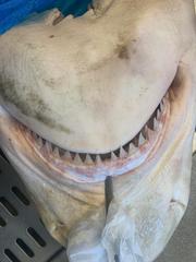 Carcharhinus altimus