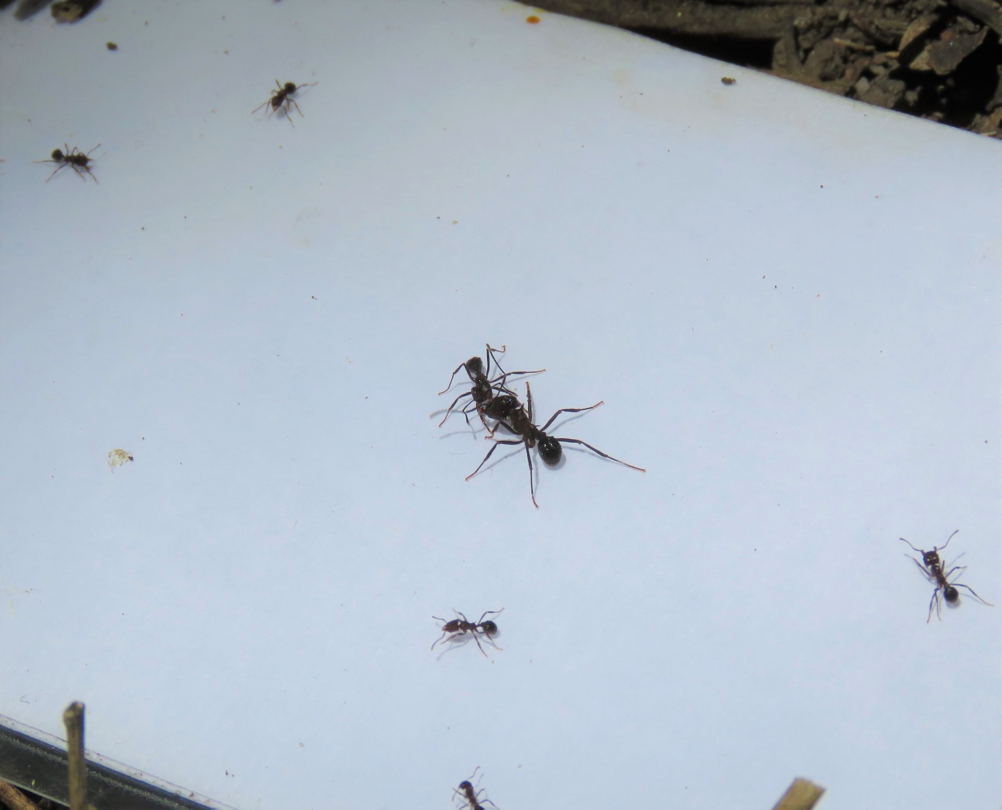 Acromyrmex ambiguus