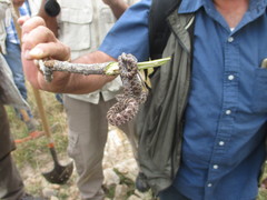 Senticolis triaspis intermedia