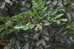 Matayba