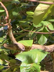 Melanerpes portoricensis