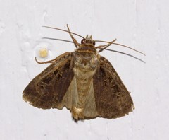 Pseudohermonassa tenuicula