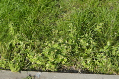 Galinsoga quadriradiata