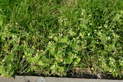 Galinsoga quadriradiata