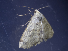 Cleora scriptaria