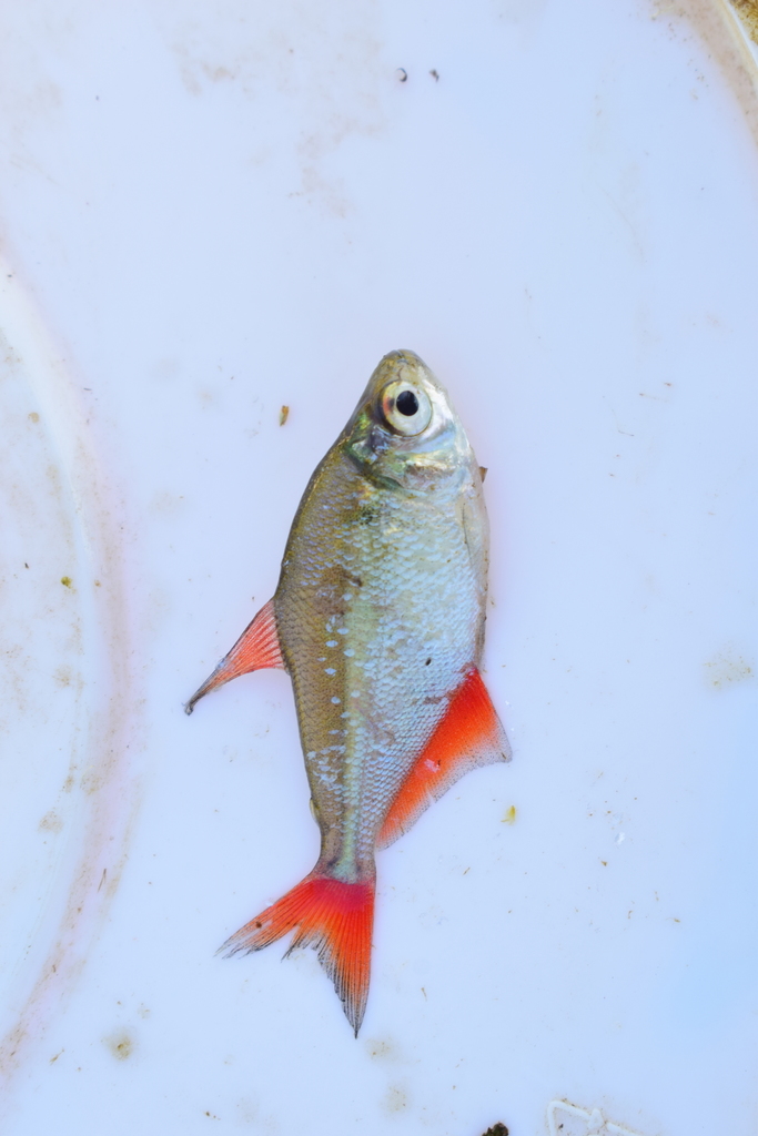 Scarletfin Astyanax