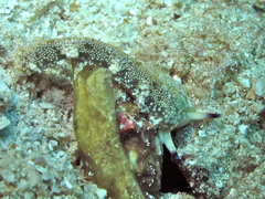 Plakobranchus papua