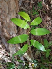 Geitonoplesium cymosum