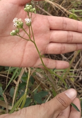 Palafoxia lindenii