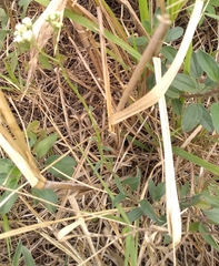 Palafoxia lindenii