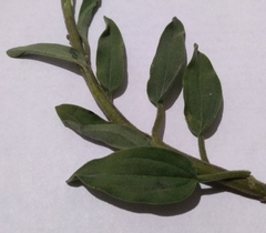 Palafoxia lindenii