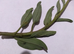 Palafoxia lindenii