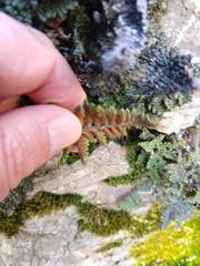 Myriopteris intertexta