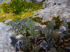 Myriopteris intertexta