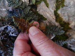 Myriopteris intertexta