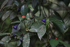 Psychotria nuda