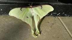 Actias truncatipennis