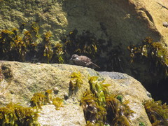 Cinclodes nigrofumosus