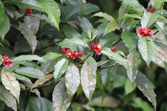 Psychotria nuda