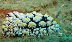 Phyllidia elegans