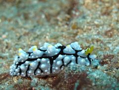 Phyllidia elegans